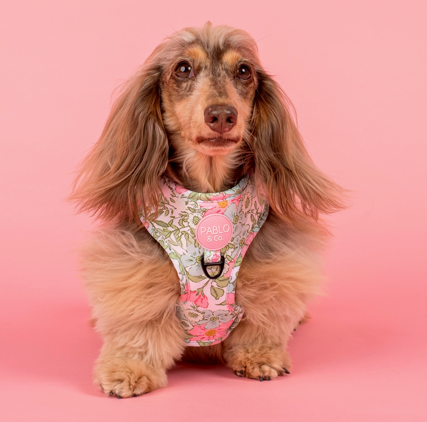 Dog wearing a floral harness on a pink background