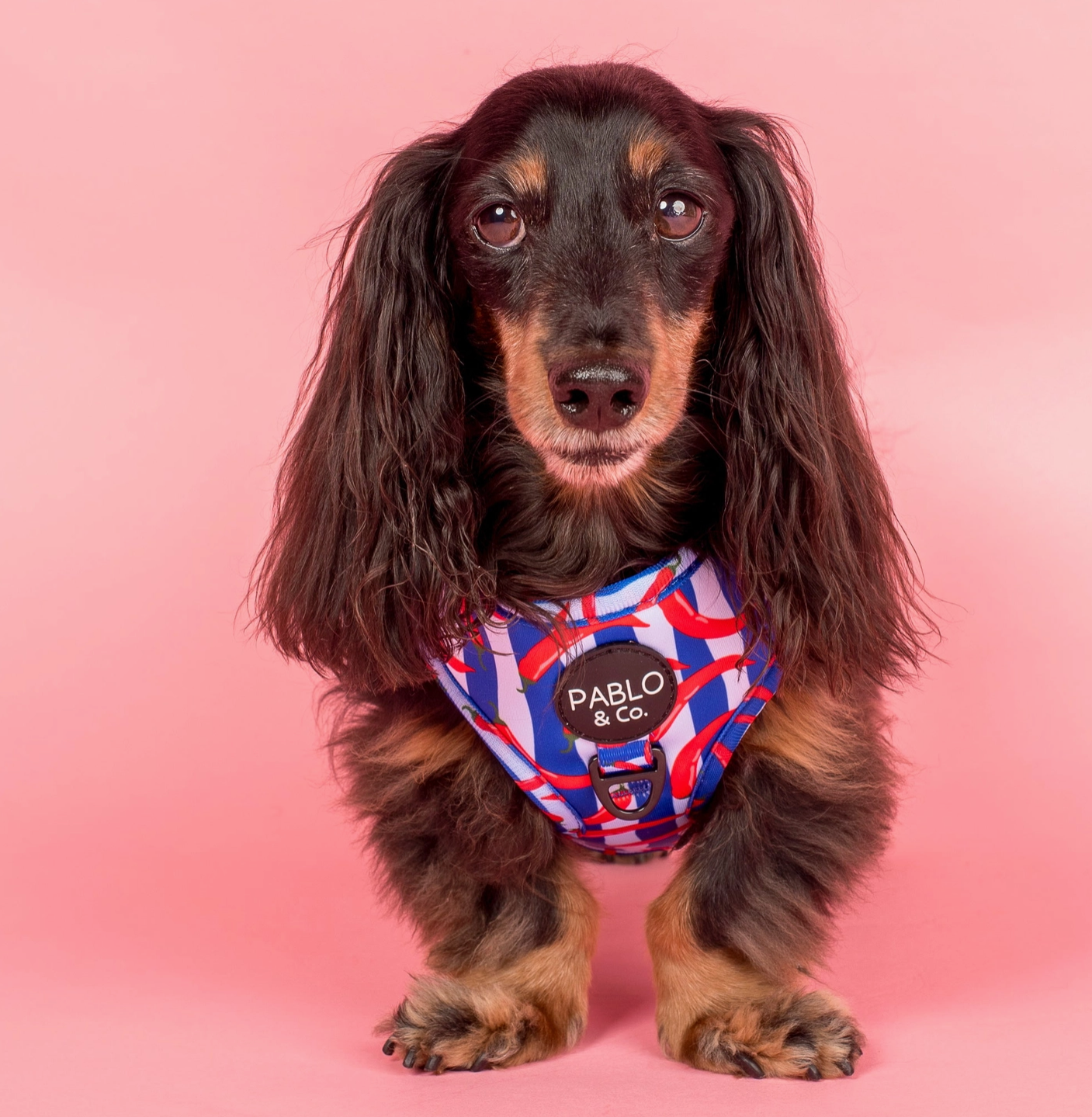 Dog wearing a colorful harness with 'Pablo & Co.' branding on a pink background