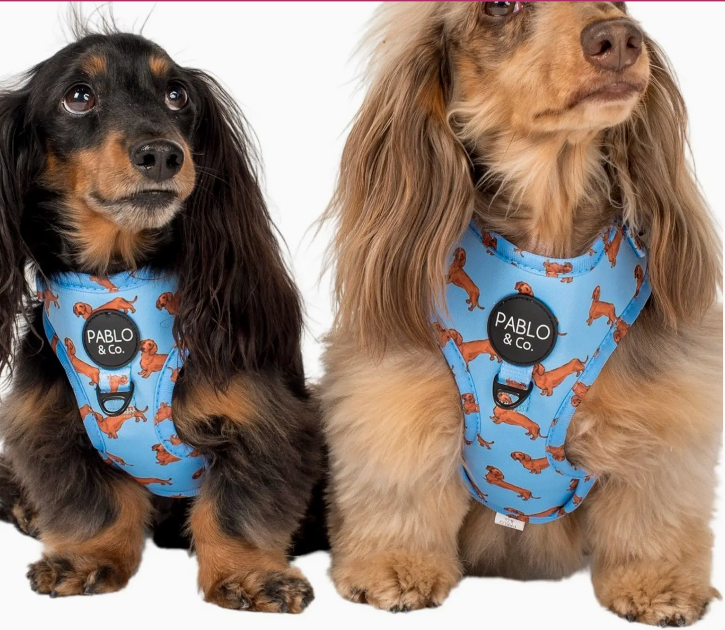 Pets - DOG ACCESSORIES - PABLO & CO