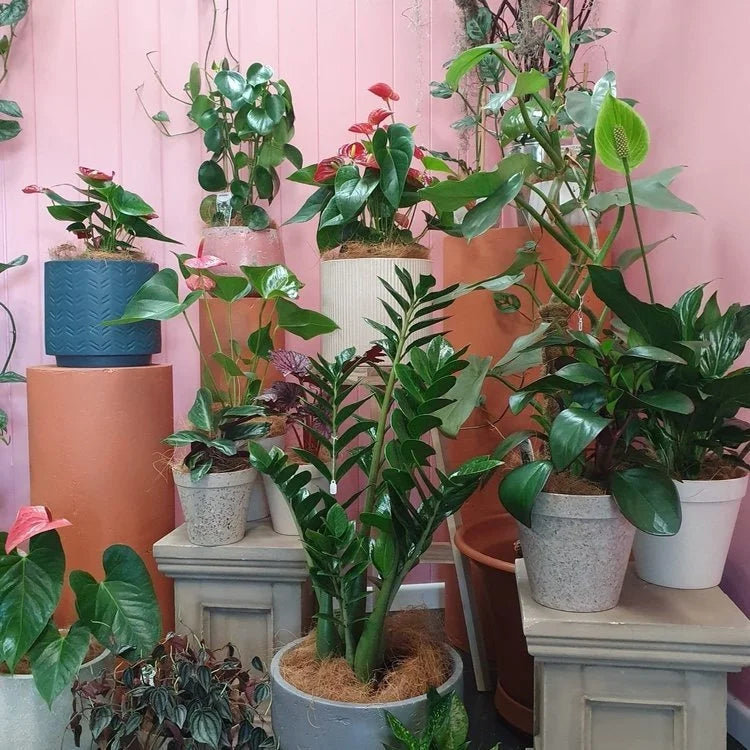 Indoor plants in Flair Floral florist shop in Wellington Point.